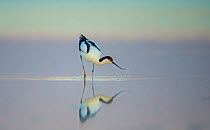 Pied avocet (Recurvirostra avosetta) feeding in shallow water at dawn, Etosha National Park, Namibia.