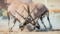 Two Gemsbok bulls (Oryx gazella) males fighitng, Etosha National Park, Namibia.