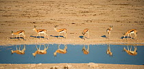Springbok (Antidorcas marsupialis) herd reflected in waterhole. Etosha National Park, Namibia, June.