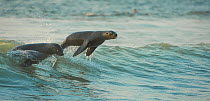 South African fur seals (Arctocephalus pusillus pusillus) surfing out on wave.Walvisbay, Namibia.