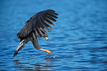 Great black hawk (Buteogallus urubitinga) trying pick up a small piece of debris from a river, Pantanal, Brazil.