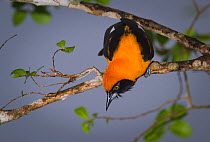 Orange-backed troupial (Icterus croconotus) looking down off branch, Pantanal, Brazil.