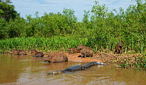 Yacare caiman (Caiman yacare) with a group of Capybara (Hydrochoerus hydrochaeris) These two species often sit together using each other alert each other to potential danger. Pantanal, Brazil.