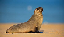 South African fur seal (Arctocephalus pusillus pusillus) Walvis Bay, Namibia.