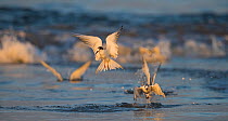 Common Terns (Sterna Hirundo) diving into the waves catching shrimps and other crustations. Walvisbay, Namibia.