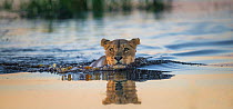Lioness (Panthera leo) crossing water channel. Okavango Delta, Botswana.