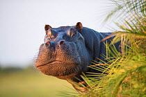 Hippopotamus (Hippopotamus amphibius) out of the water, peering around vegetation. Okavango Delta, Botswana.