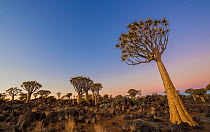 Quiver Tree forest, (Aloe dichotoma) at dusk. Keetmanshoop, Namibia.