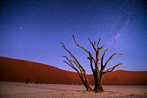 Ancient dead Camelthorn trees (Vachellia erioloba) at night with red dunes behind. Namib desert, Sossusvlei, Namibia. Composite.