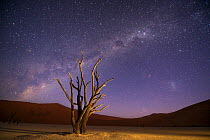 Ancient dead Camelthorn trees (Vachellia erioloba) with red dunes and the milky way behind, Namib desert, Sossusvlei, Namibia. Composite.