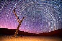 Ancient dead Camelthorn trees (Vachellia erioloba) with red dunes, and star trails, Namib desert, Sossusvlei, Namibia. Composite.