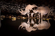 Black rhinoceros (Diceros bicornis) mother and calf having a drink at night with perfect reflections. Etosha National Park, Namibia. Taken with infrared camera.