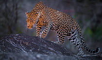 Leopard (Panthera pardus) male walking on a rock. Photographed with a spot light. Greater Kruger National Park, South Africa, July.