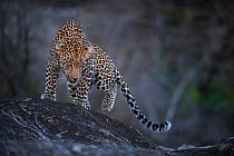 Leopard (Panthera pardus) male walking on a rock. Greater Kruger National Park, South Africa, July.