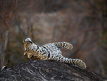 Leopard (Panthera pardus) male rolling on a rock. Greater Kruger National Park, South Africa, July.