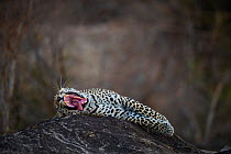 Leopard (Panthera pardus) male yawning while lying down on a rock. Greater Kruger National Park, South Africa, July.