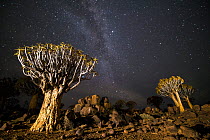 Quiver trees (Aloe dichotoma) with the Milky Way at night, Keetmanshoop, Namibia.