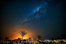 Quiver tree (Aloe dichotoma) with the Milky Way at night, and light pollution from town in the distance, Keetmanshoop, Namibia. Colours accentuated digitally.