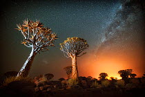 Quiver tree (Aloe dichotoma) with the Milky Way at night, and light pollution from town in the distance, Keetmanshoop, Namibia. Colours accentuated digitally.