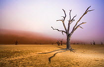 Ancient dead Camelthorn tree (Vachellia erioloba) trees with red dunes and mist, Namib desert, Deadvlei, Sossusvlei, Namibia. August 2015.