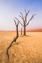 Ancient dead Camelthorn tree (Vachellia erioloba) trees with red dunes, Namib desert, Deadvlei, Sossusvlei, Namibia. August 2015.