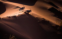 Gemsbok (Oryx gazella) two walking across sand dunes, aerial view. Namibia.
