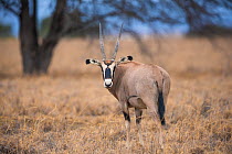 Fringe-eared oryx (Oryx beisa callotis) female, looking back towards camera, OlDonyo, Kenya.