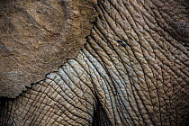 African elephant (Loxodonta africana) close up of skin and ear, OlDonyo Kenya.