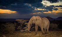 African elephant (Loxodonta africana) bull 'One Ton' with massive tusks at dusk, with another behind. Chyulu Hills, Kenya.