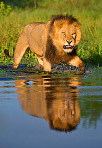 African lion (Panthera leo) growling at potential danger in the water (Panthera leo) Okavango Delta, Botswana.