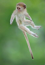 Vervet Monkey (Chlorocebus pygerythrus) baby jumping between branches, photographed mid air. Okavango Delta Botswana.