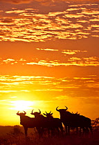 Blue wildebeest (Connochaetes taurinus) herd silhouetted against the rising sun with clouds in the background. Greater Kruger National Park, South Africa
