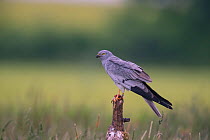Montagu's Harrier (Circus pygargus) male perched., Germany.