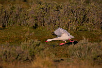 Coscoroba Swan (Coscoroba coscoroba) taking off from land, Chile.