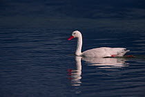 Coscoroba Swan (Coscoroba coscoroba) Chile.