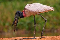 Jabiru Stork (Jabiru mycteria) feeding, Pantanal, Brazil.