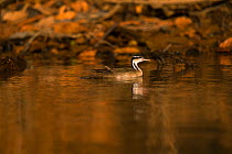 Sungrebe (Heliornis fulica) swimming, Pantanal, Brazil.