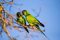 Nanday Parakeet  (Aratinga nenday) two on tree, Pantanal, Brazil.