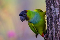 Nanday Parakeet  (Aratinga nenday) perched on tree, Pantanal, Brazil.
