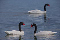 Black-necked swan (cygnus melancoryphus) group of three, Chile.