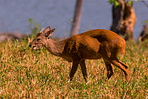 Red brocket deer (Mazama americana) Pantanal, Brazil.