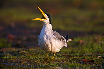 Large-billed tern (Phaetusa simplex) with mouth wide open, Pantanal, Brazil.