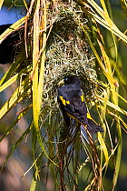 Yellow-rumped Cacique (Cacicus cela) building nest, Pantanal, Brazil.
