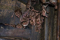 Common Vampire Bat (Desmodus rotundus) group roosting, Pantanal, Brazil.