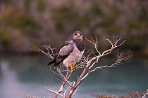 Black-chested buzzard-eagle (Geranoaetus melanoleucus), perched above lake, Chile. March.