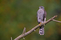 Sparrowhawk (Accipiter nisus) female perched on branch, Germany.