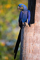 Hyacinth macaw (Anodorhynchus hyacinthinus) perched, Pantanal, Brazil.