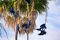 Hyacinth macaw (Anodorhynchus hyacinthinus) flock playing and feeding on palm tree, Pantanal, Brazil.