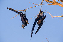 Hyacinth macaws (Anodorhynchus hyacinthinus) playing on tree branches,, Pantanal, Brazil.