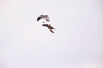 Montagu's harrier (Circus pygargus) male passing food mid-air to female to feed to chicks, Germany. July. Prey visible